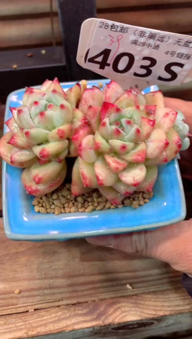 403S（一物一拍，精品多肉，所见即所得 ）