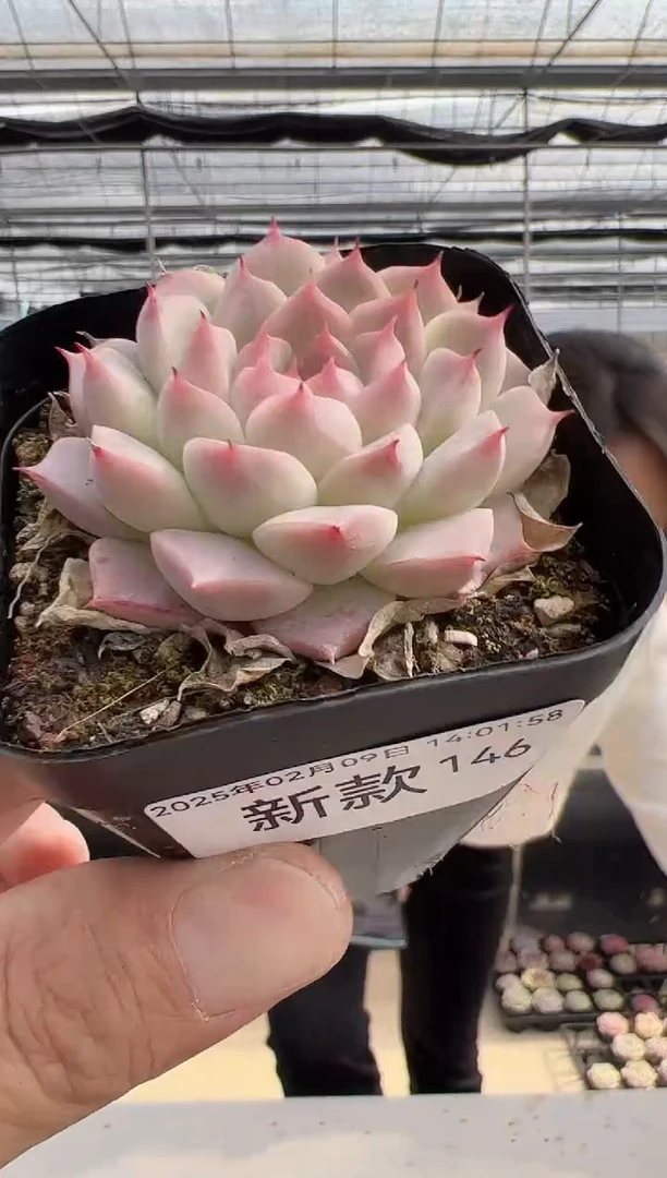 【闪购商品】新款多肉-146