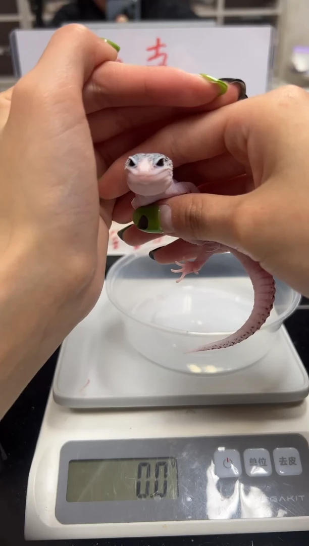 豹纹守宫00000000