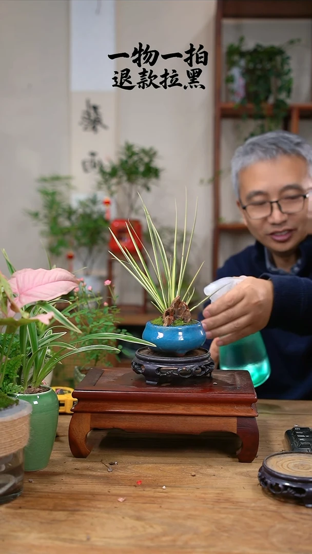 完全开放张*菖蒲356