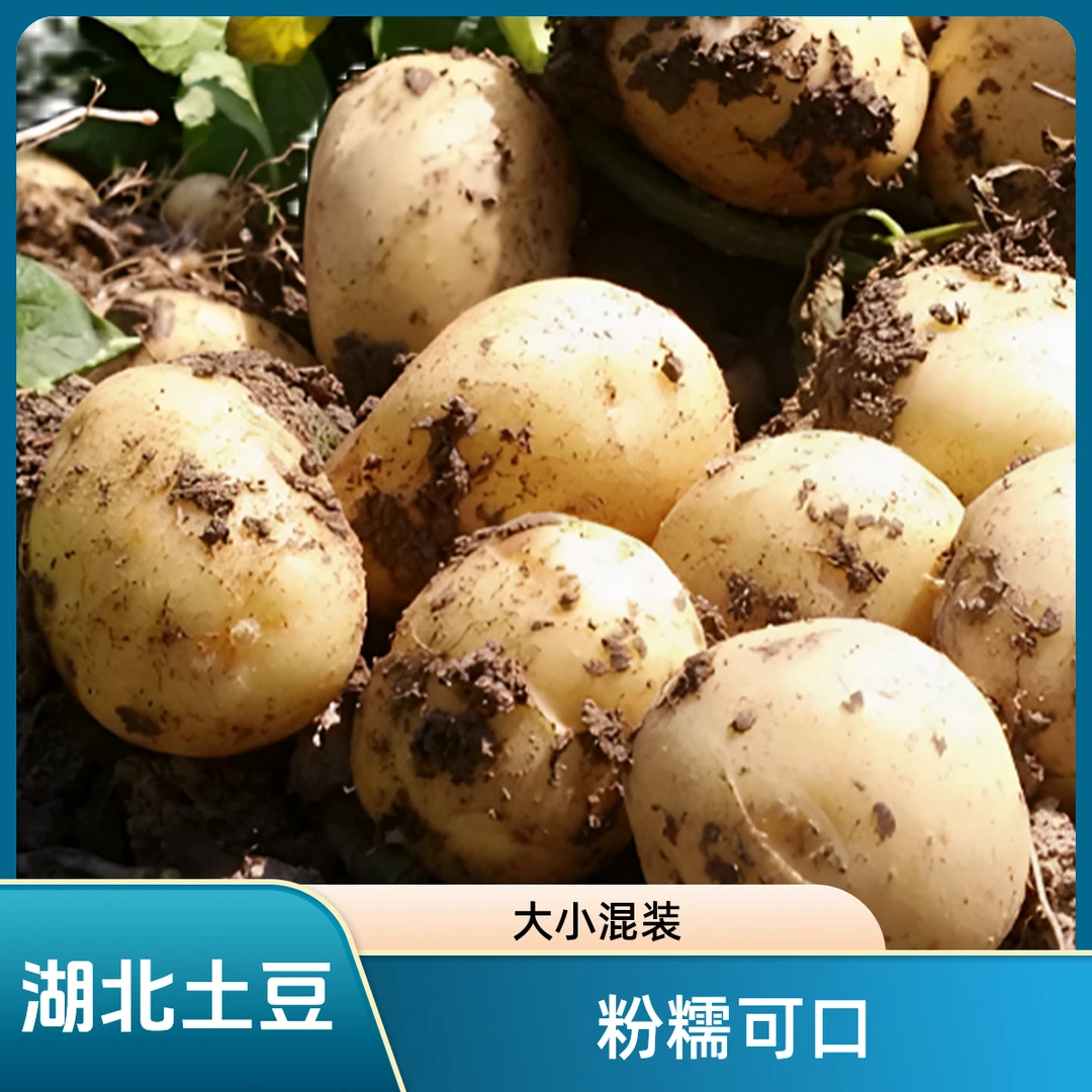 湖北农家菜园新鲜黄心小土豆粉糯香甜现挖现发大小混装