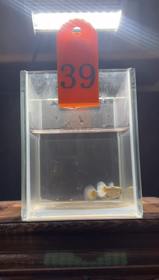 孔雀鱼白金白尾象耳39