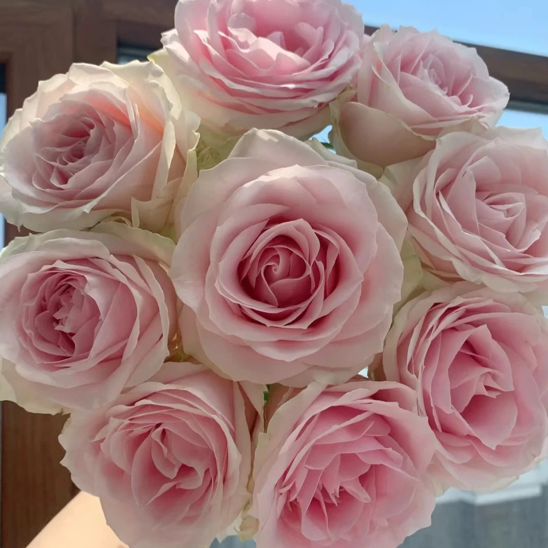 【粉红雪山】单头玫瑰，0度以下未拍保温棉冻伤不售后