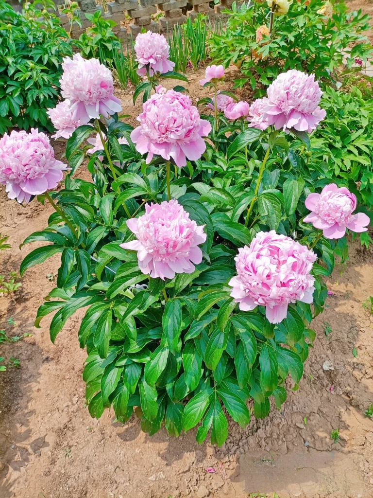 预售《蓝富士》菏泽基地直发粉蓝色观赏芍药苗盆栽地载（秋季发货）