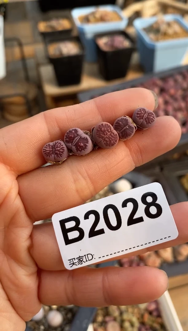 【闪购商品】2028开播福利