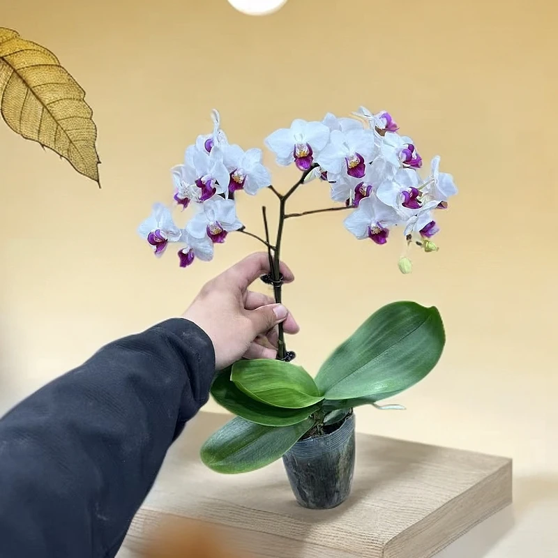 【李先生】小红唇~蝴蝶兰带花发货