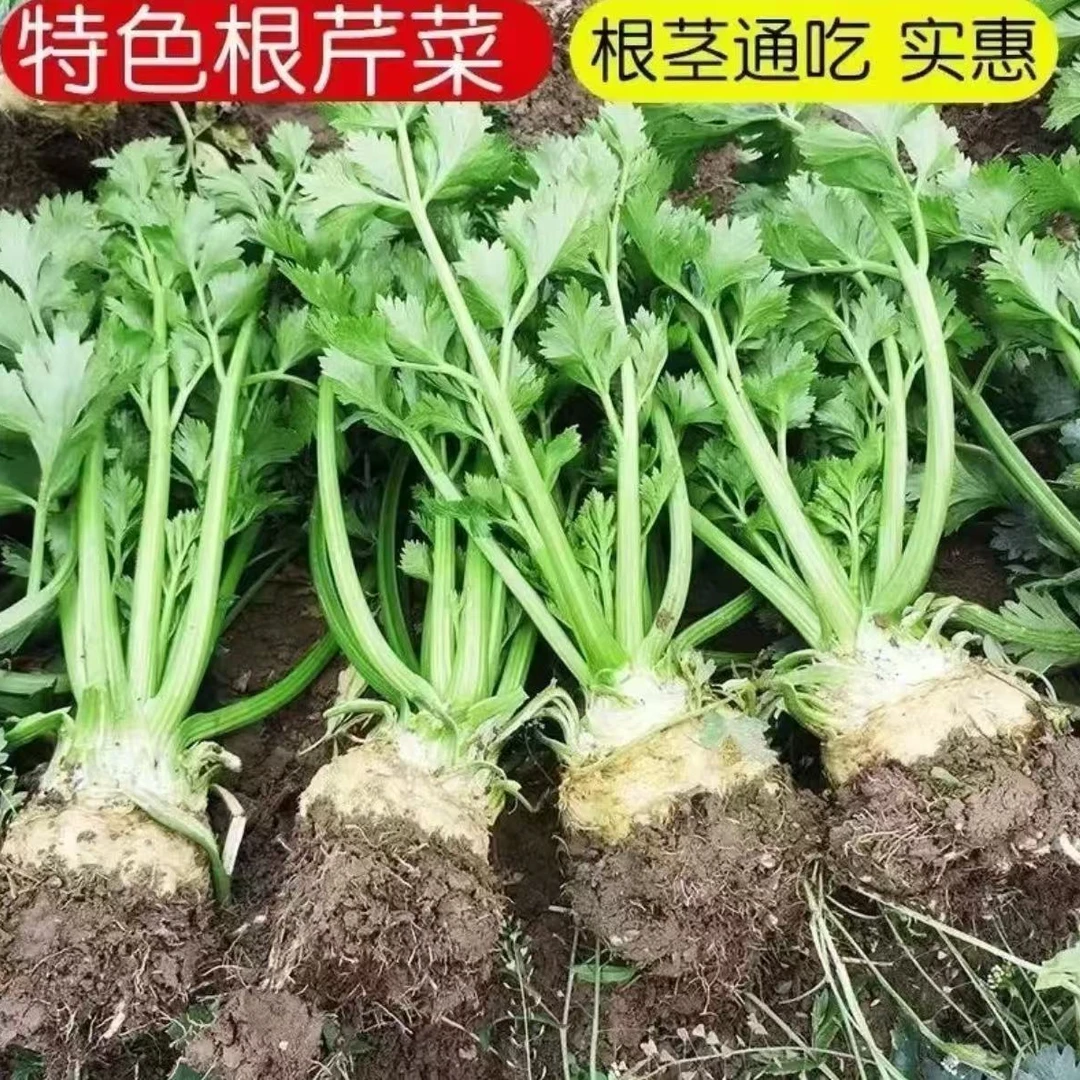 【根芹种子】根芹种子阳台盆栽块芹洋芹球塘蒿蔬菜莱种籽高产四季