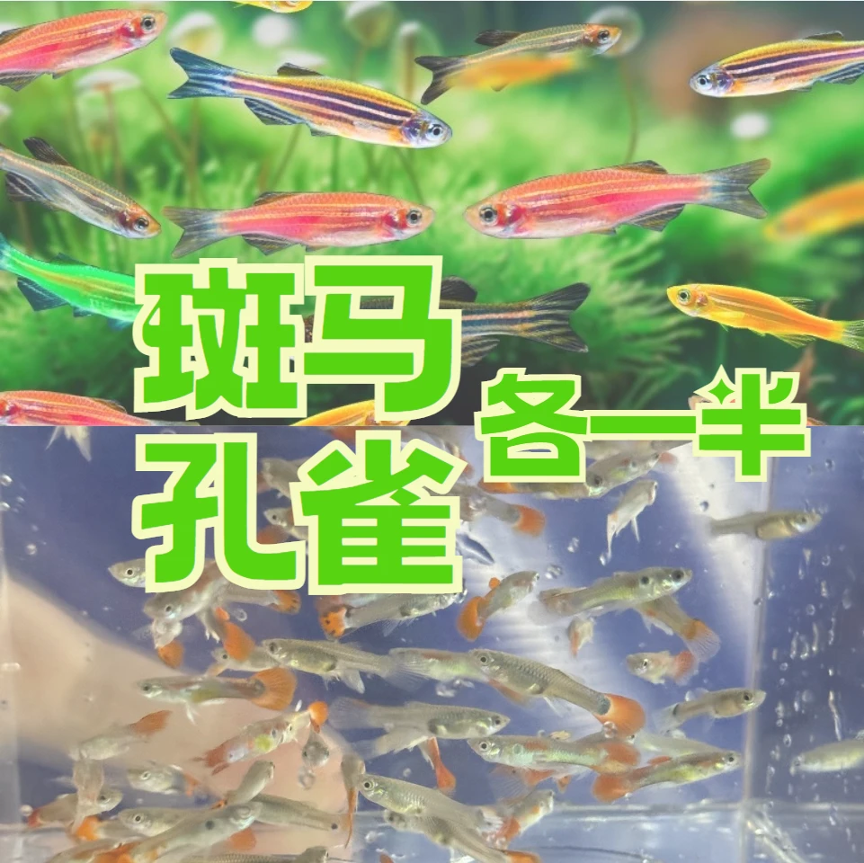 【斑马鱼10+孔雀鱼10】小型淡水观赏鱼好养耐活适合新手饲养