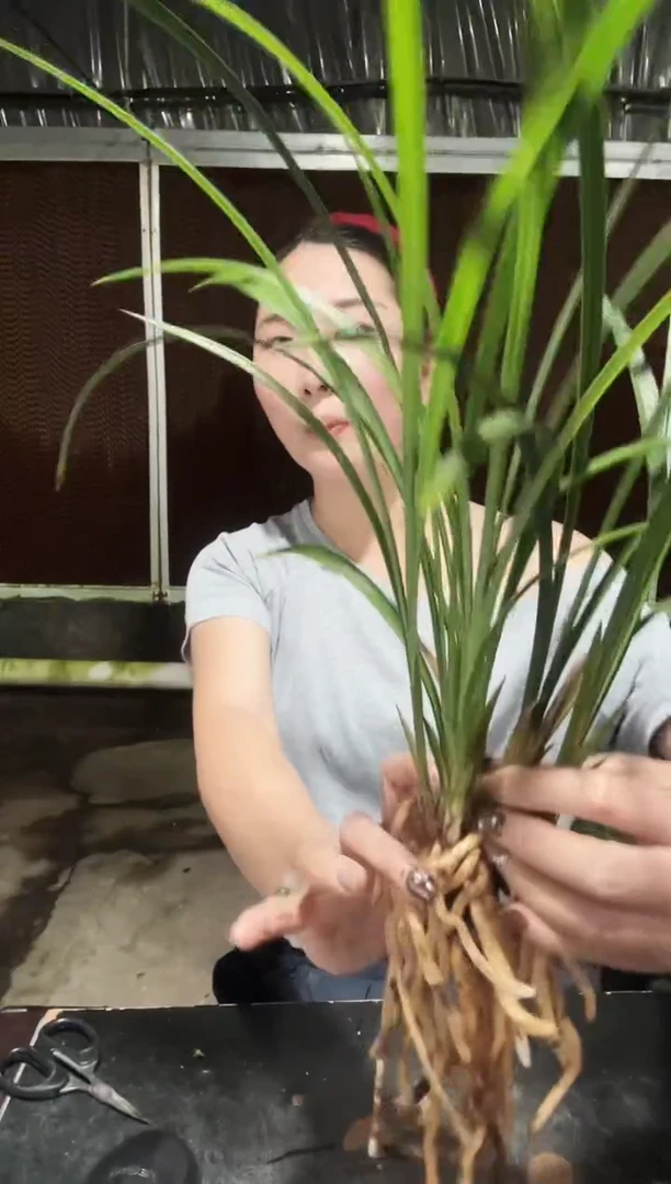 无花朵老种集圆6苗 带花苞