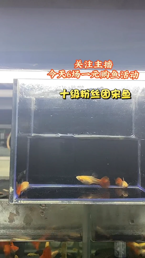 海水鱼3条血红母鱼
