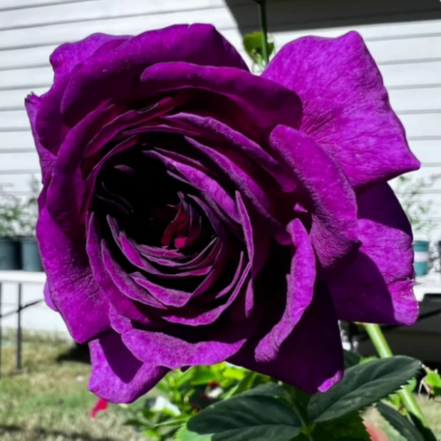 【比利时】紫色大花浓香爬藤欧月庭院栽种  1.5-1.6米高