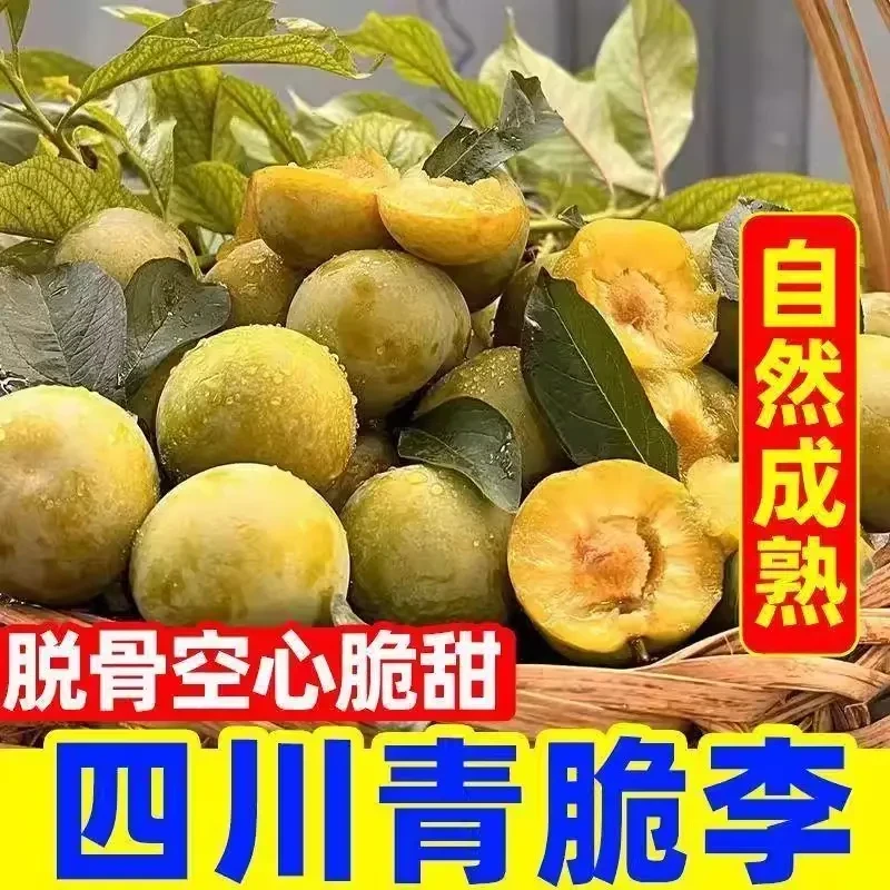 四川青脆李脱骨李新鲜应季水果酸甜脱骨