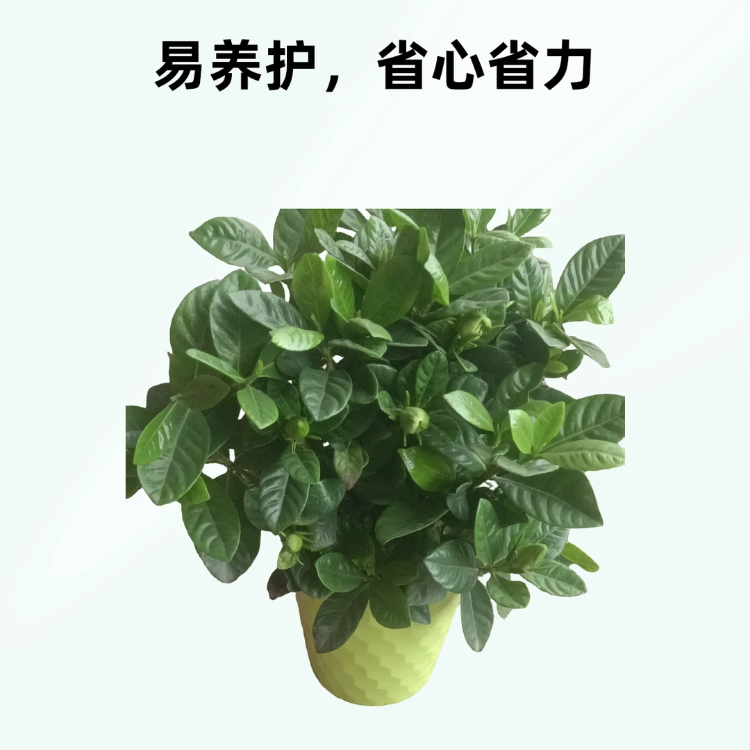 水培栀子花，可以养活的栀子花