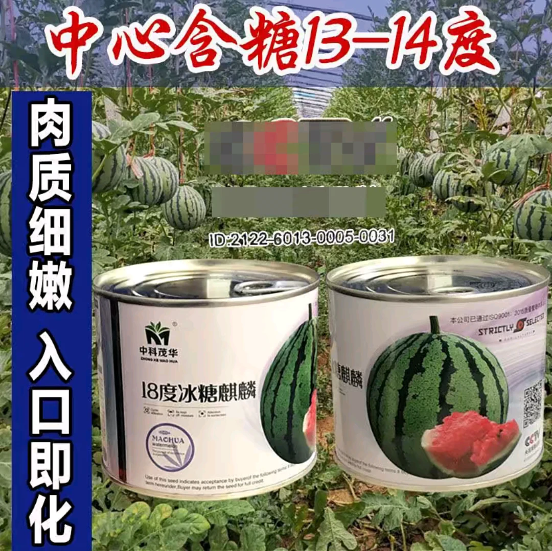 优籽农科种业18度冰糖麒麟西瓜种子 麒麟西瓜籽甜度高好吃西瓜籽