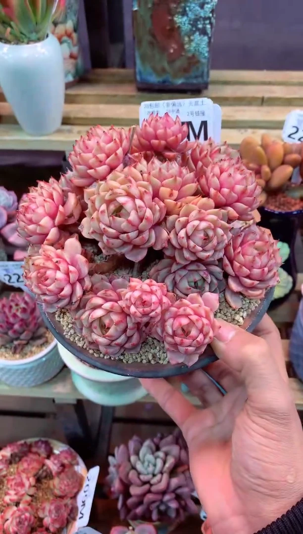 237M（一物一拍，精品多肉，所见即所得 ）