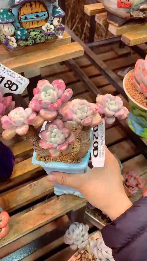 020D（一物一拍实付满28发货，默认不带盆土）