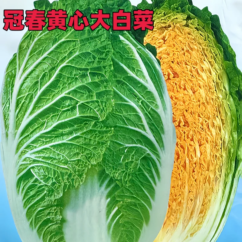 冠春早熟黄心大白菜种子55天春秋季耐抽苔耐寒大白菜种籽蔬菜种孑