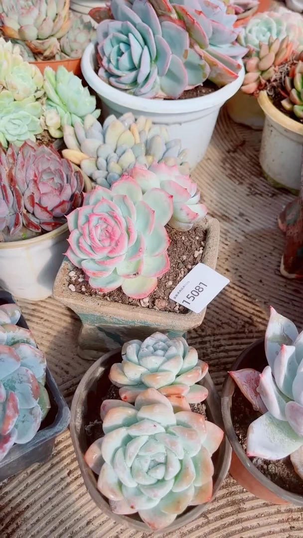 好***～跃跃精品多肉15081