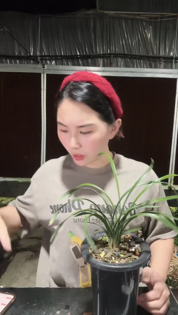 无花朵大富贵4苗 兰花
