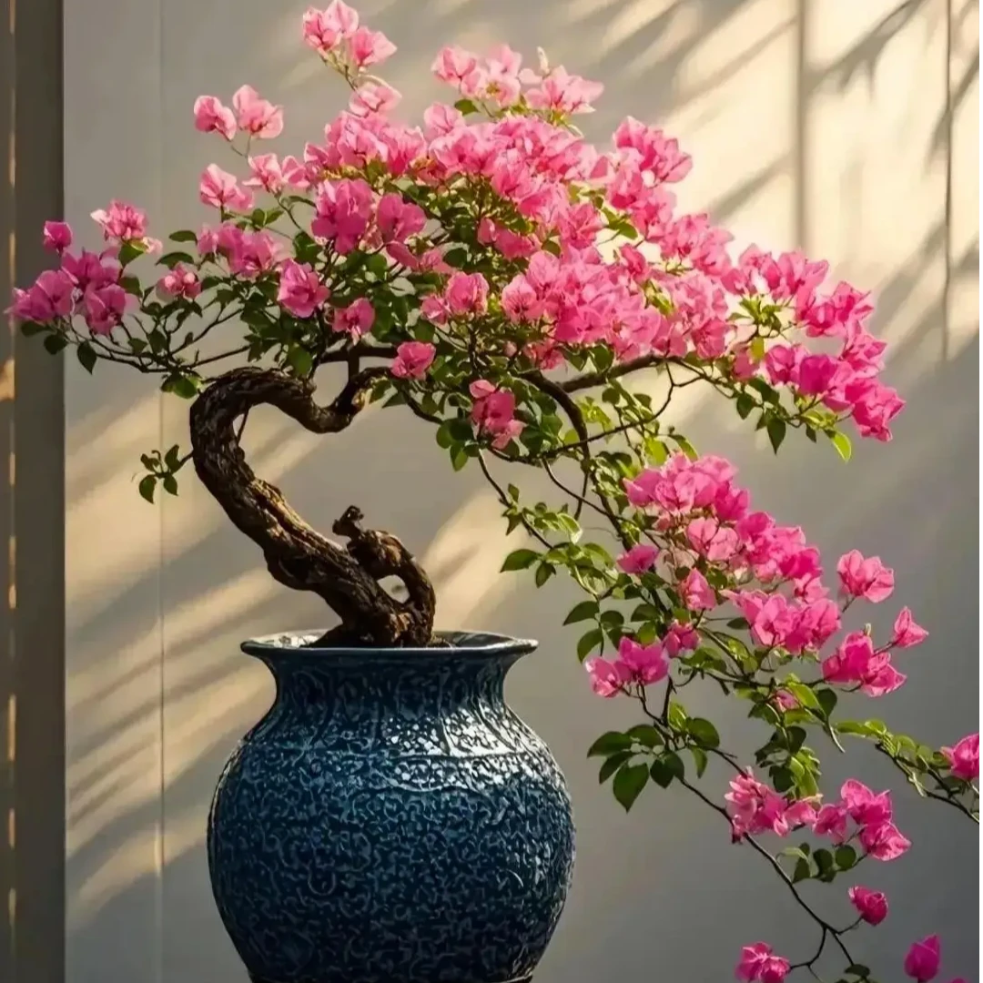 三角梅老桩枝爪盆景一物一盘