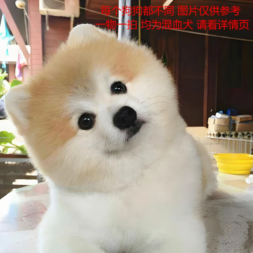 西西活体犬混血土猎幼犬金毛拉布拉多博美泰迪比熊等混血系类链接