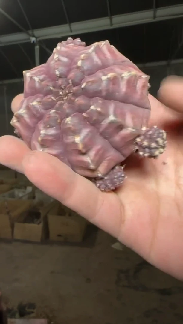 梦想 牡丹【带根】