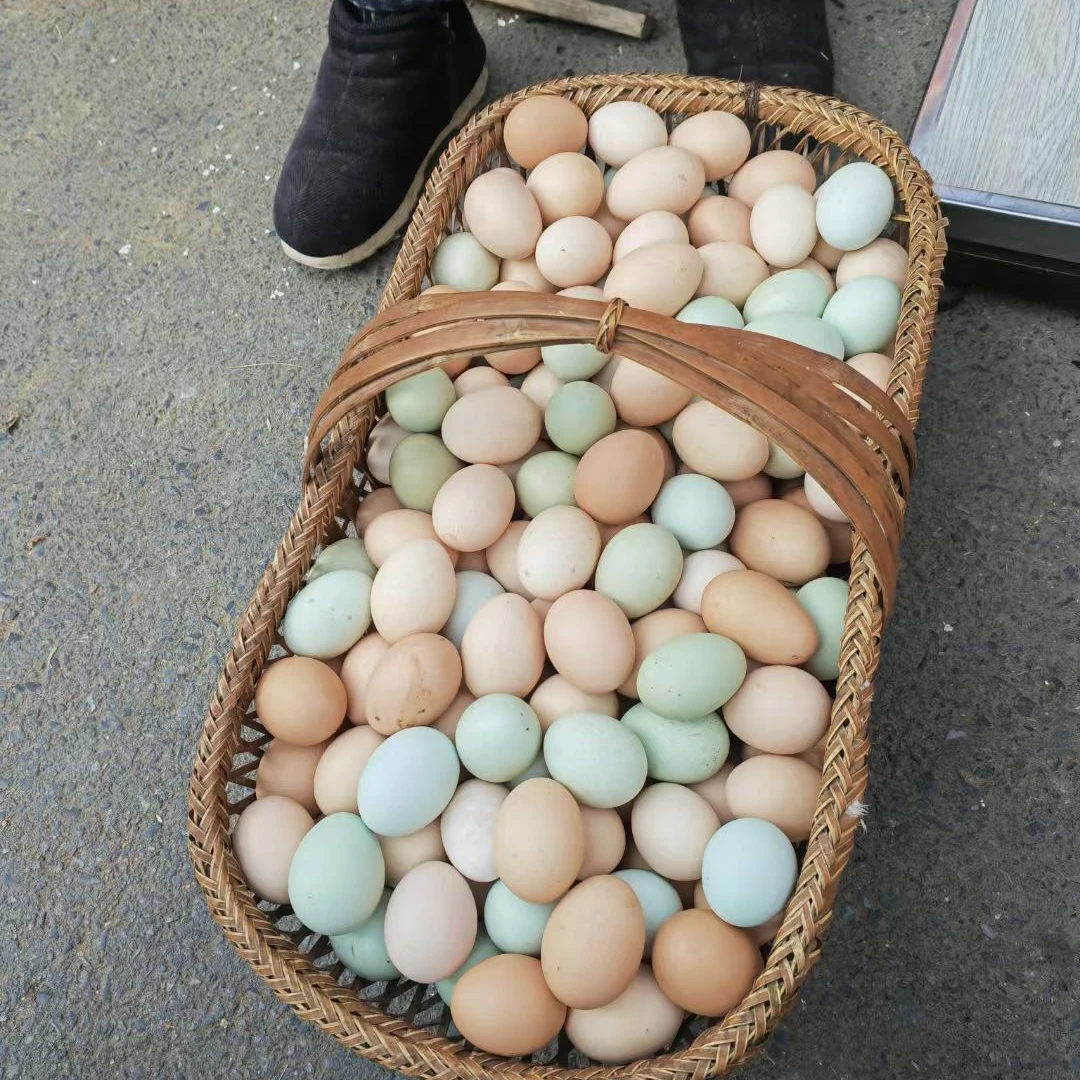 【肖主任助农】农家散养土鸡食草正宗土鸡蛋粉壳绿壳健康孕妇使用