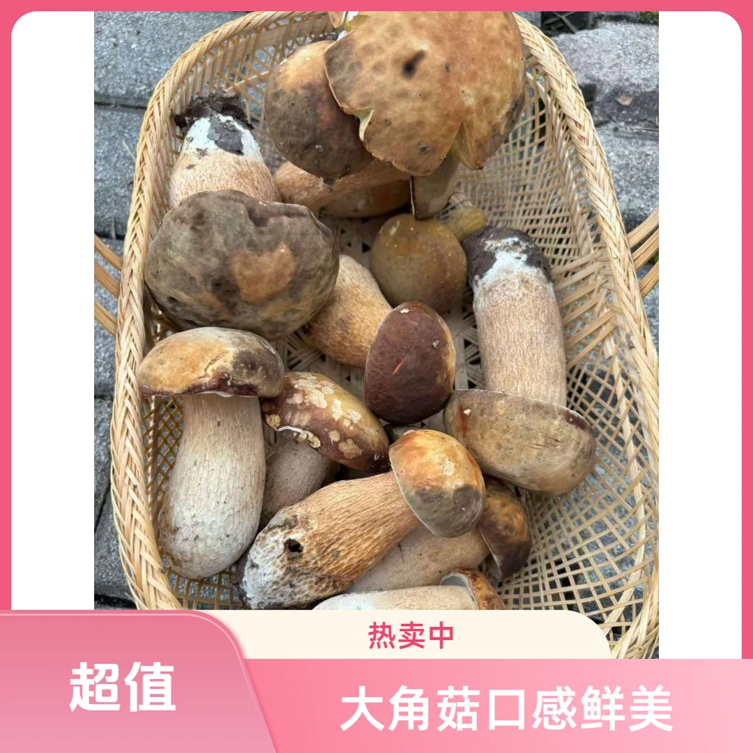 野生大角菇.纯大脚菇