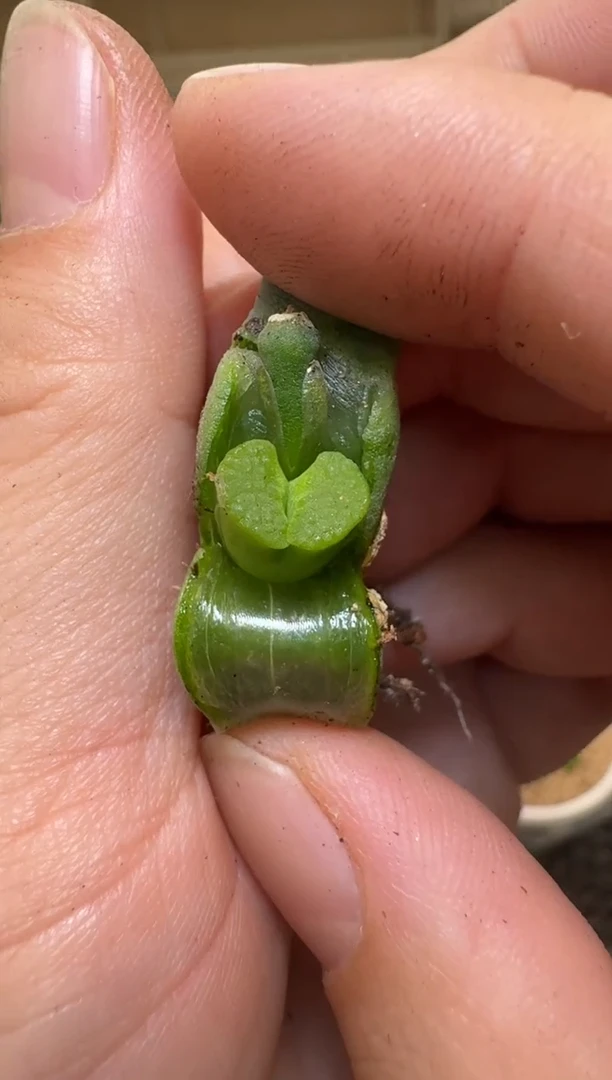 【闪购商品】2/4-254