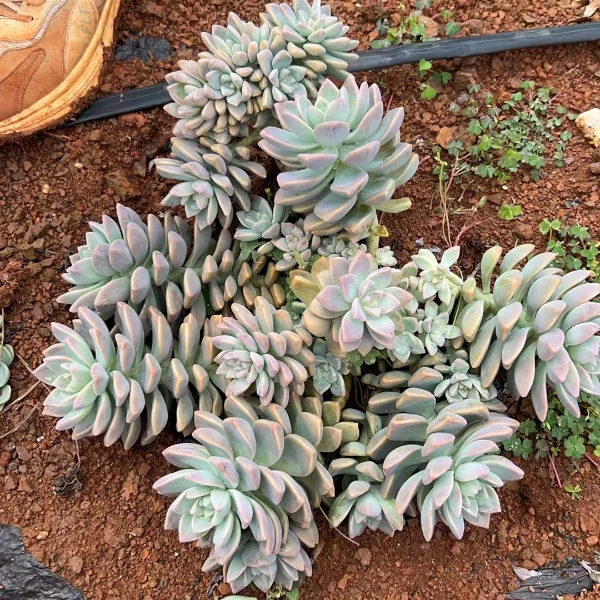 淡雪1颗   瑕疵不售后  好看好养 多肉植物 云南发货