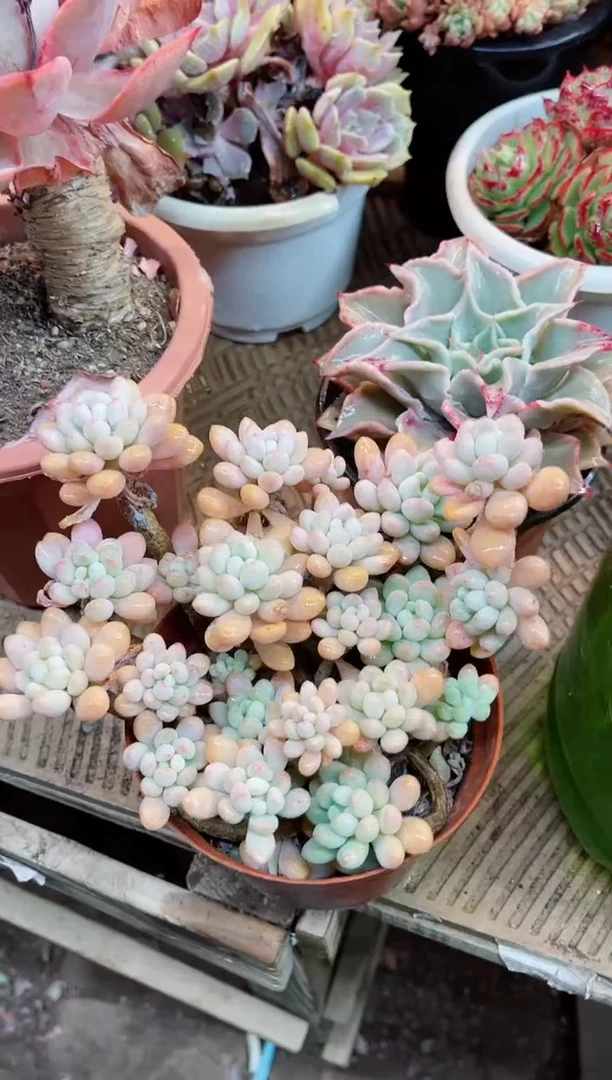 【闪购商品】06021