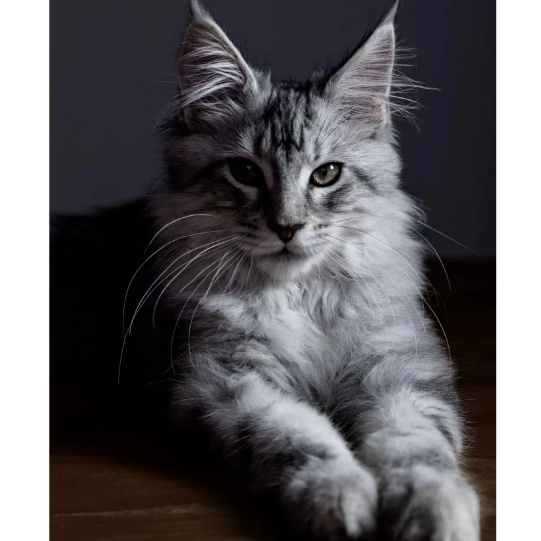 888巨型长毛缅因库恩猫新奇宠物活体猫咪