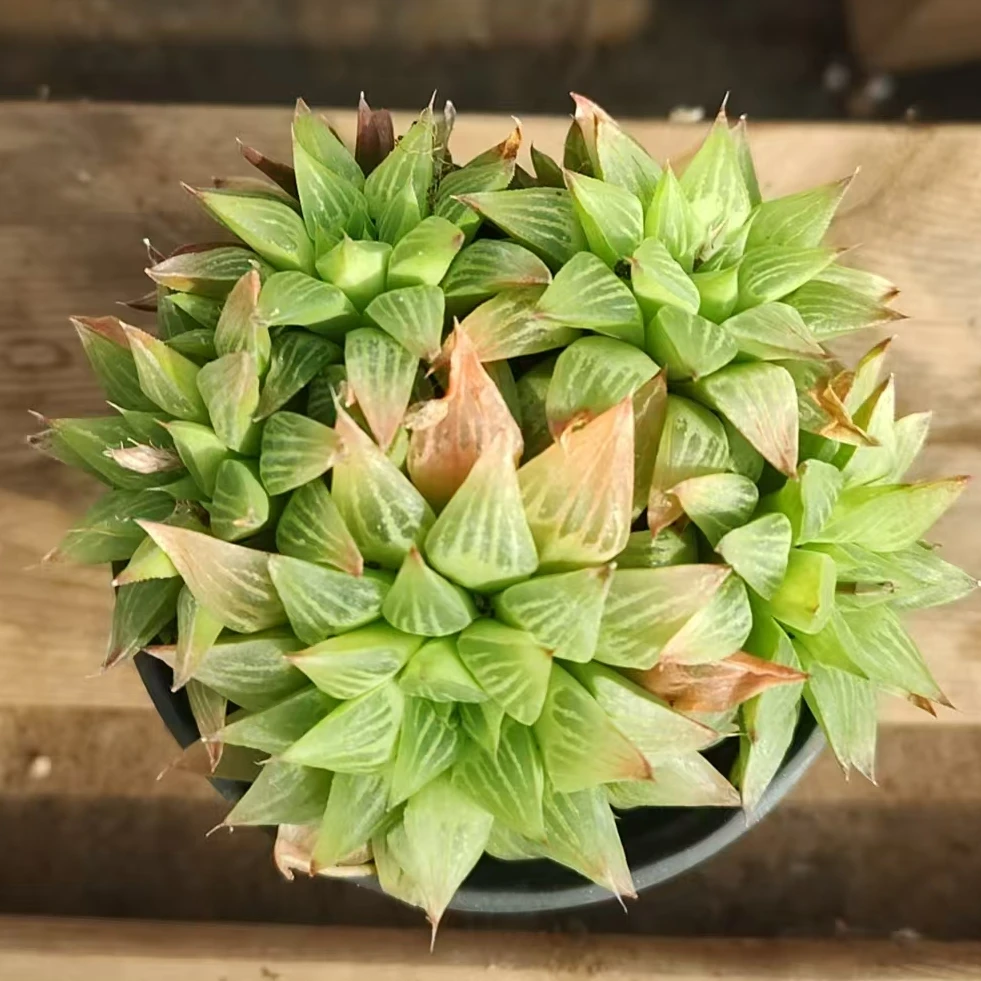 花纹寿（满12.8包邮  带盆土，发货后不退不换）