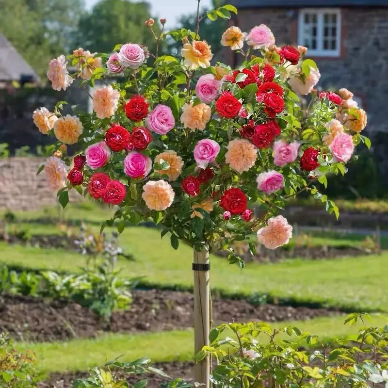 多色树桩月季棒棒糖带盆带土庭院阳台月季