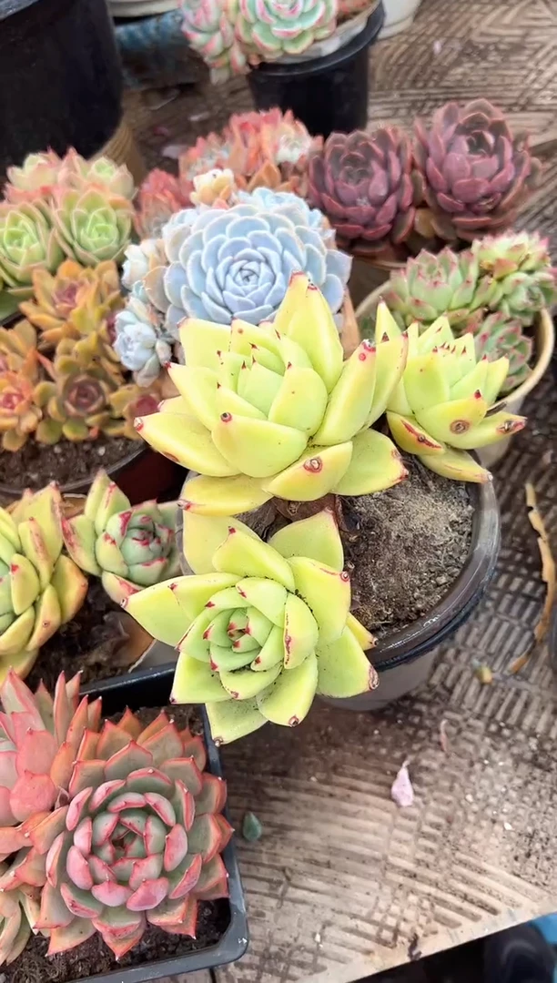 /****）多肉植物一物一拍07355