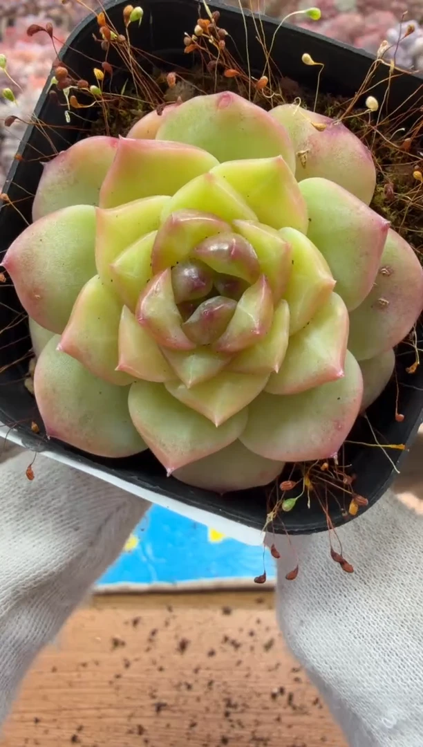 东云多肉园二店-313