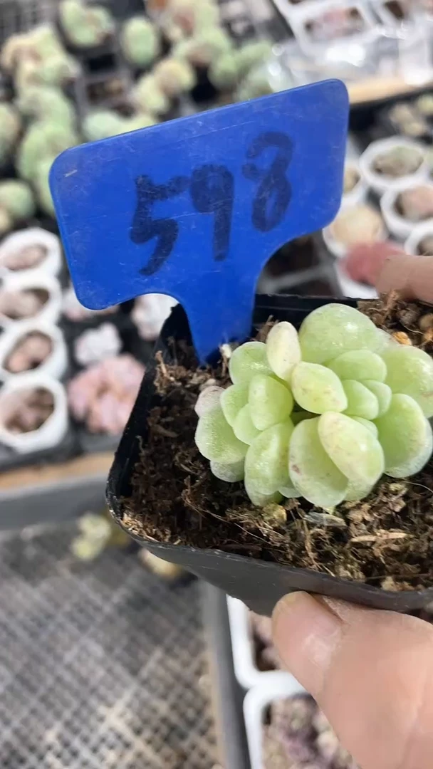 【闪购商品】598多肉