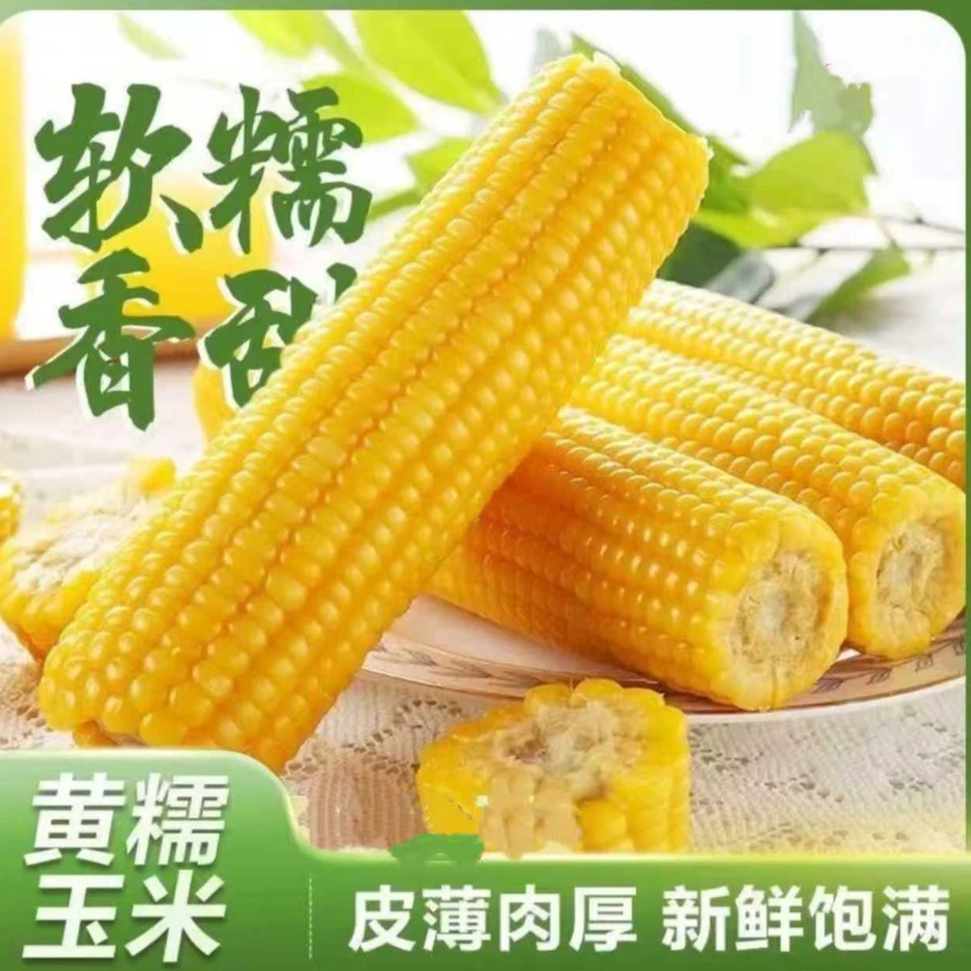 【一箱15根 8斤左右】试吃4根 东北头茬黄糯玉米香甜软糯真空锁鲜