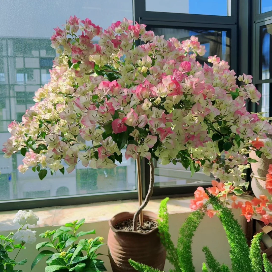 三角梅带花盆栽绿樱爬藤重瓣老桩四季开花大苗红樱安格斯庭院植物