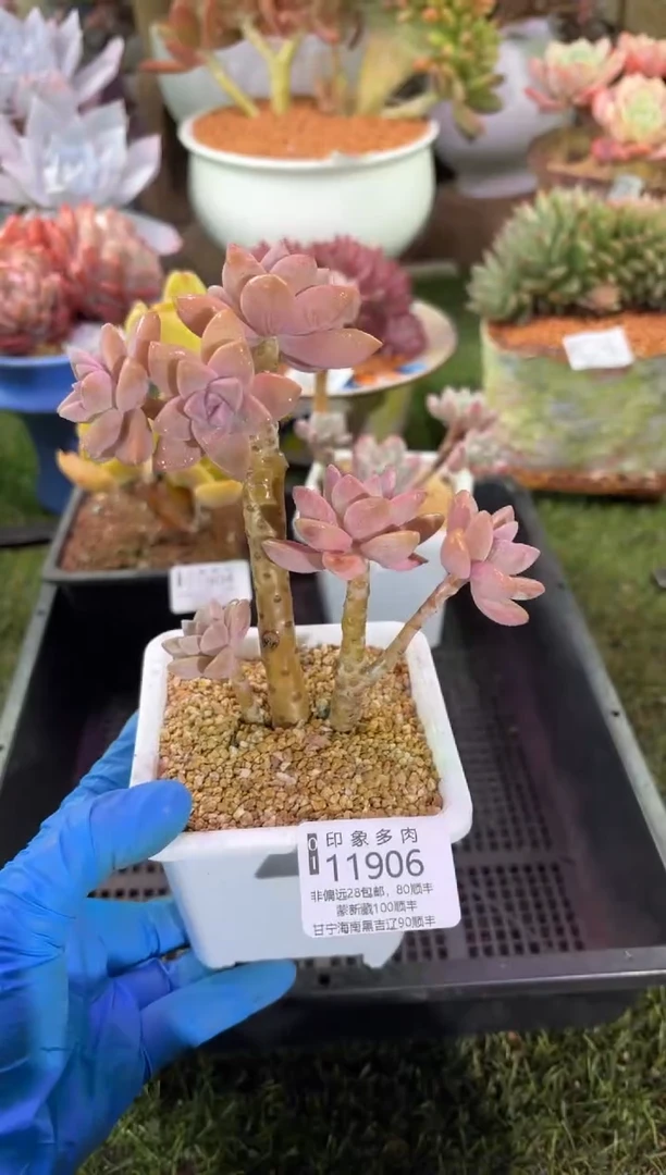 【闪购商品】11906