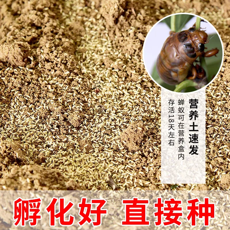 知了龟幼苗爬叉种卵种子养殖地批发幼虫蝉蚁幼苗基地发货