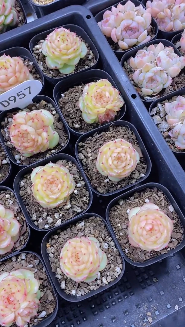 【闪购商品】D957-状态玉玲珑（量拍）