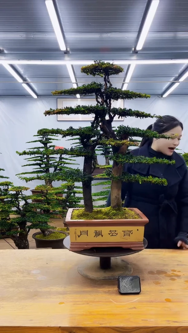 无花朵一物一拍·所见即所得