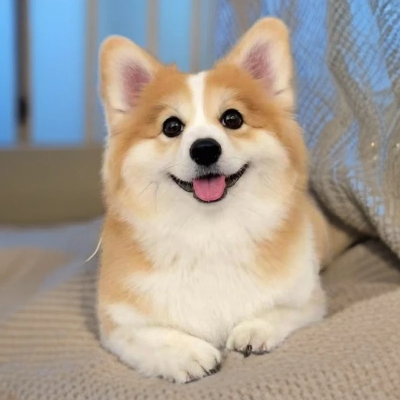 （莎莎）活体宠物链接