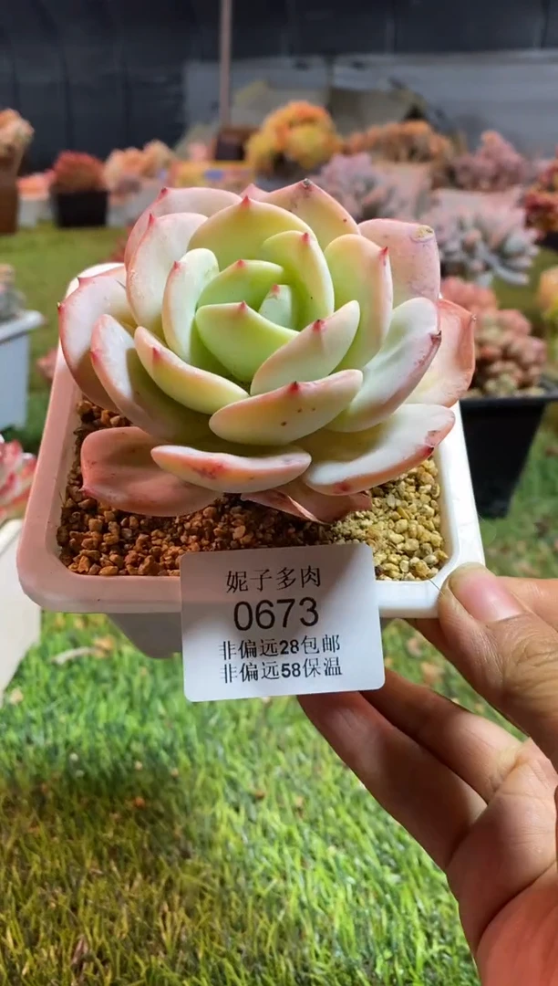 【闪购商品】0673a