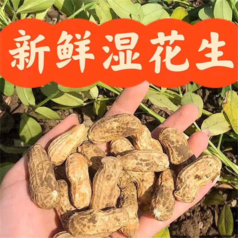书记专属夹江本地花生现挖现发农家自种新鲜带壳湿花生可生吃水煮
