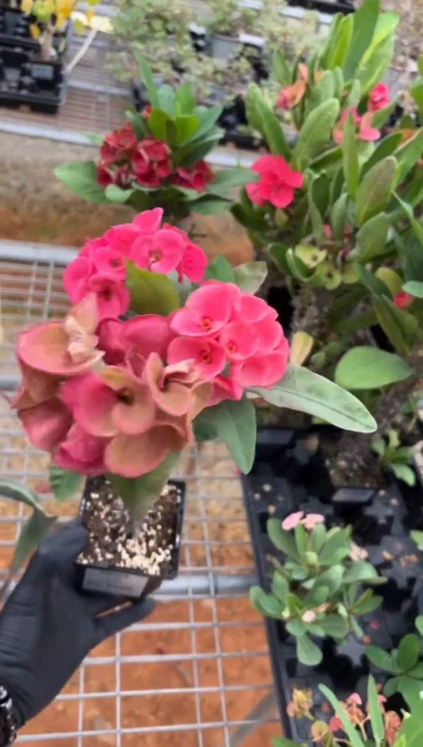 扦插虎刺梅FC-5099