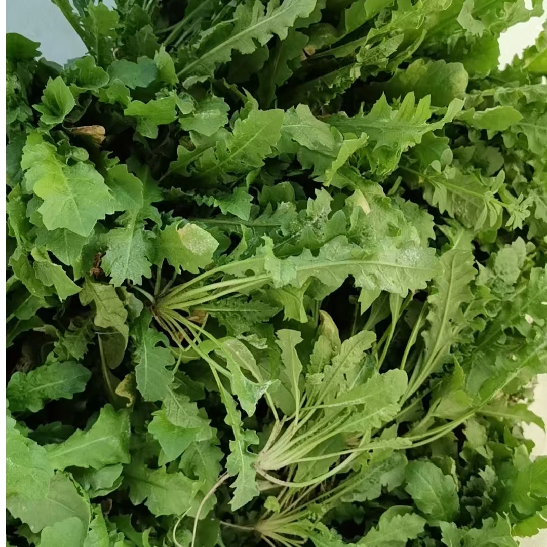 老乡新鲜荠菜现挖现发饺子馅拌凉菜