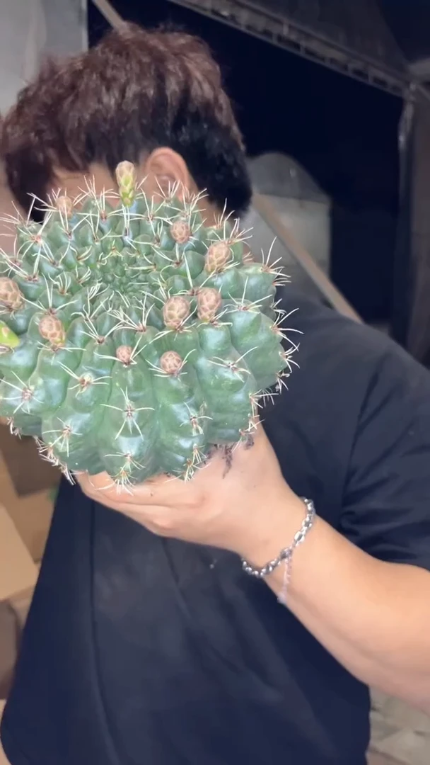 超大 菲花玉【带花苞】13-16cm