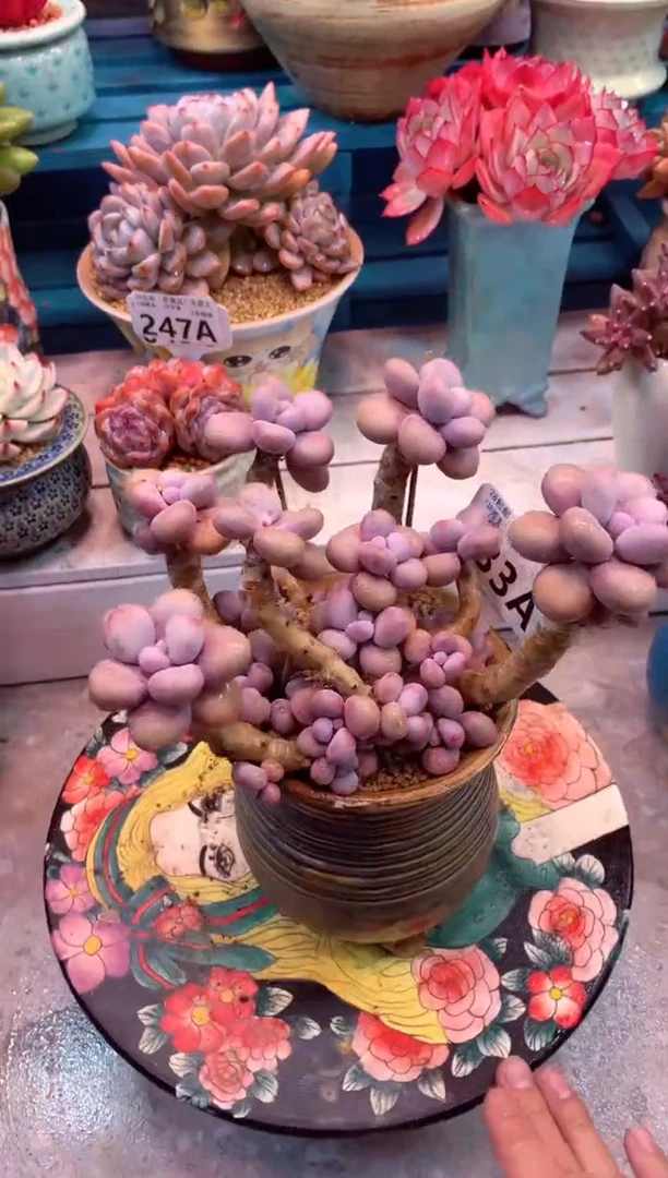 033A（一物一拍，精品多肉，w所见即所得 ）